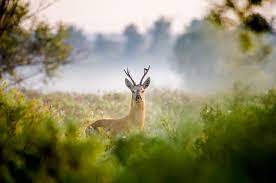 фото природы